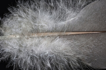 Single bird feather with fluffy down in macro closeup isolated on a black background