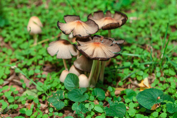 Uncultivated bunch of mushrooms