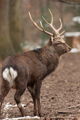 Naklejka na ściany i meble Sika deer with a thick neck mane in winter