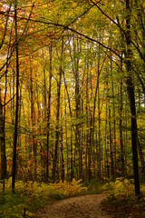 Obraz premium Fall Foliage in Maine New England, Maple, Birch, Beech, Pine trees, beautiful autumn background