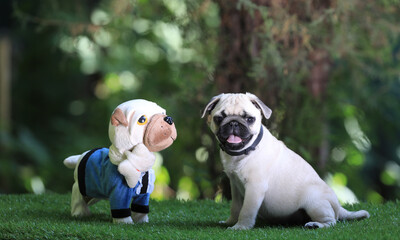 pug puppy playing with a toy