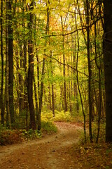 Fall Foliage in Maine New England, Maple, Birch, Beech, Pine trees, beautiful autumn background