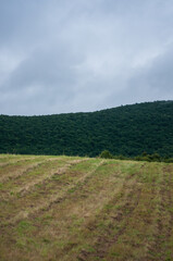 Fototapeta na wymiar landscape with a field and sky