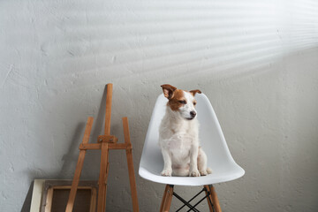 the dog sits on a chair against the background of a textured wall. Jack Russell Terrier in creative...