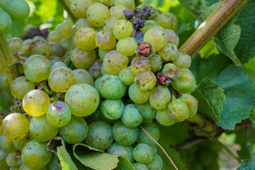 Fresh and shrivelled grapes on a vine plant