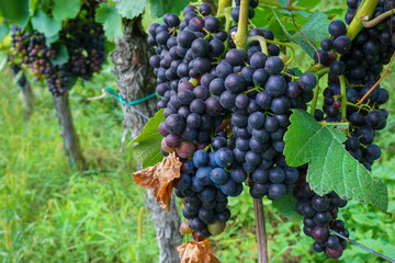 Naklejka premium A bunch of dark grapes on a vine plant