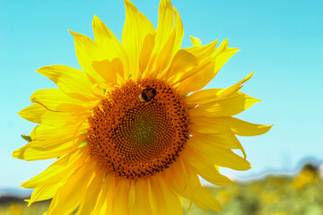 Obraz premium Sunflower on a farmer field against the blue sky