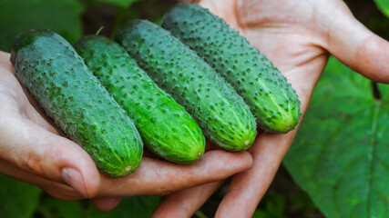 cucumbers from the garden in your hands. kitchen-garden. homemade cucumbers