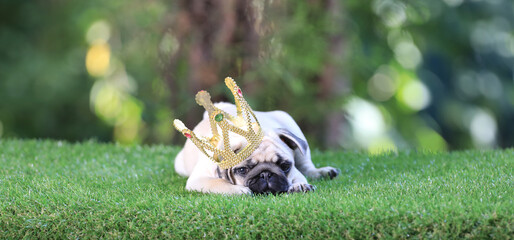 pug puppy with a crown on the lawn