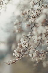 Creative spring nature scene with white blooming tree in sunlight. Abstract blurred background web banner. Soft selective focus