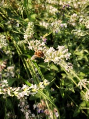 Just a bee doing the job 