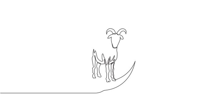 Animated self drawing of one continuous line draw sheep standing on moon. Muslim holiday the sacrifice a sheep, Eid al Adha greeting card concept. Full length single line animation illustration.