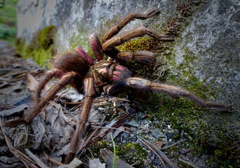 Tarantula from Ibarra 