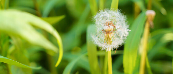 white dandelion among green grass