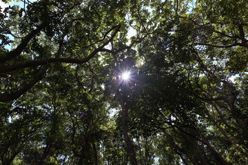 Obraz premium Lightbeam shedding through trees after forest rain