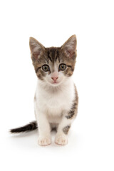 Obraz premium Tabby kitten looking at camera