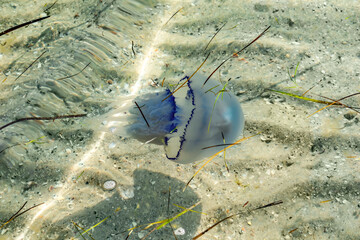 Blue Rhizostomeae jellyfish swims in the transparent  water of the Black Sea among the grass on the background of a sandy bottom. Marine poisonous creature in its natural habitat