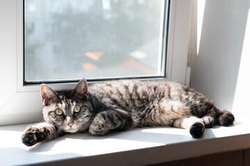 Pretty gray tabby cat lying on the white window sill in the sunshine looking straight at the camera