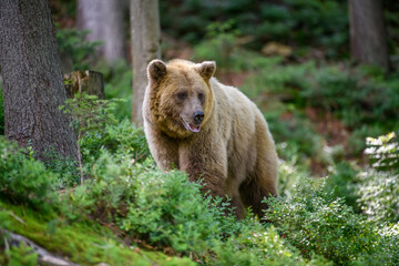 Obraz na płótnie Canvas Wild Brown Bear in the summer forest. Animal in natural habitat. Wildlife scene