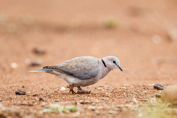 Cape Turtle dove walking on the dirt road in the Kruger Park, South Africa