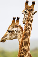 Two Common Giraffe play fighting against a light African sky, in South Africa