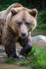 Plakat Wild Brown Bear on pond in the summer forest. Animal in natural habitat. Wildlife scene