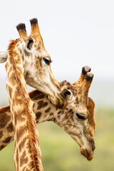 Naklejka premium Two Common Giraffe play fighting against a light African sky, in South Africa