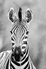 Fototapeta na wymiar Burchell's Zebra watching looking Around the bush in the Kruger Park, South Africa