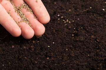 hand planting seeds on a soil