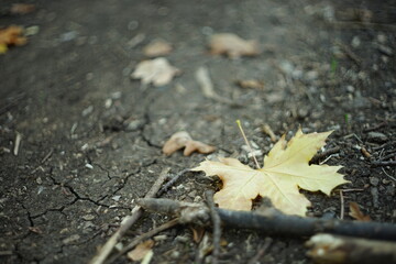 yellow maple leaf on a dirt road in the autumn forest