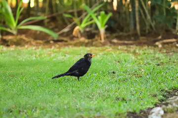 blackbird posing in the grass