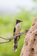 Jacobin Cuckoo sitting on a branch near an anthill in the Kruger Park, South Africa