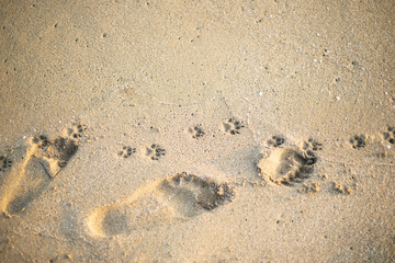 Human and dog footprints in the sand. Copy space for text.
