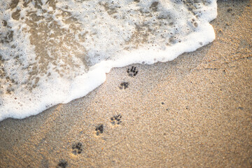 Paw prints on the coast. Foam wave. Sand beach. An imprint of the paws of a small dog.