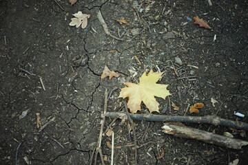 yellow maple leaf on a road in the autumn forest