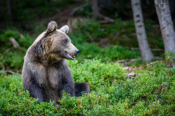 Wild Brown Bear in the summer forest. Animal in natural habitat. Wildlife scene