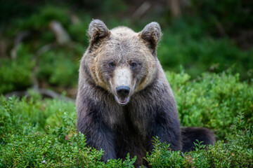 Fototapeta premium Wild Brown Bear in the summer forest. Animal in natural habitat. Wildlife scene