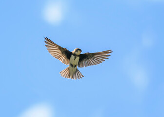 Obraz premium bird swallow flies on the background of the blue sky wide spreading your feathers and wings