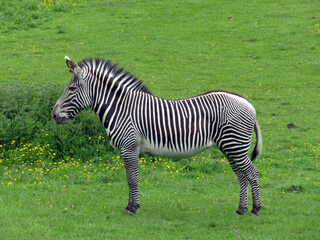 Fototapeta na wymiar Zebra standing in a lush grassy field.