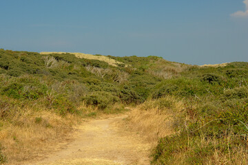 Path through a dune landscape along the Opal North Sea coast