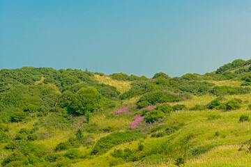 Green fields with shrubs and purple flowers along the French North sea coast