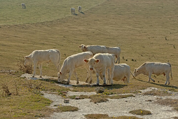 Fototapeta premium Herd of white organic cows, grazing in a field near Cap blanc Nez in the French countryside in Nord Pas de calais - Bos Taurus 