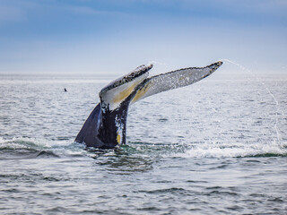 Fototapeta premium Whale watching in Tadoussac (Quebec, Canada)