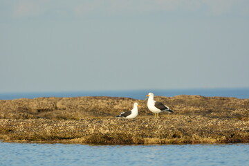 Aves Playeras