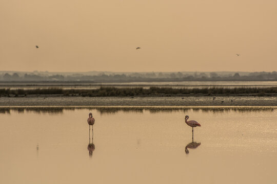 Aves Playeras