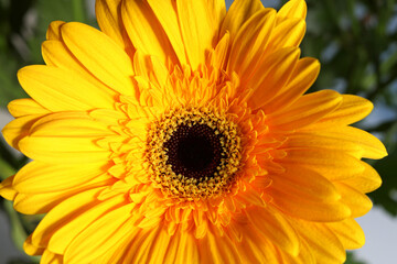 Yellow gerbera, a bright colorful flower close-up