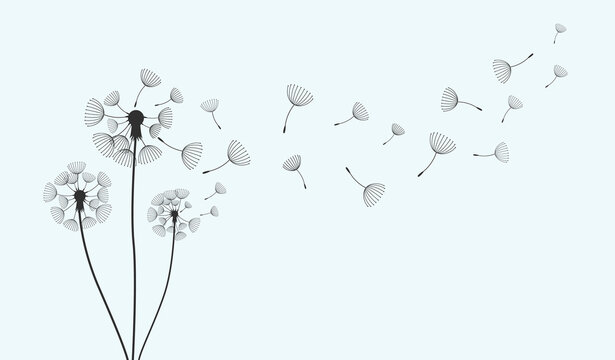 airy fading white dandelion. flat vector illustration