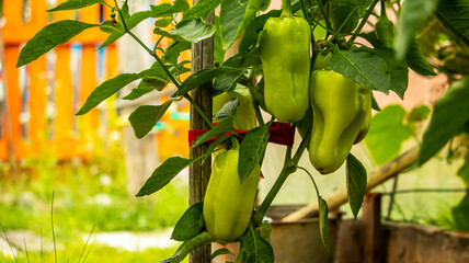 green sweet peppers hanging on a branch