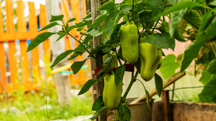 green sweet peppers hanging on a branch