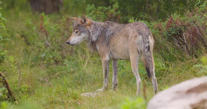 Close-up of a large male grey wolf standing and looking into the forest